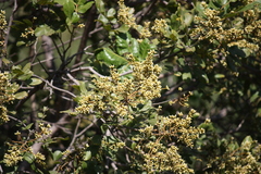 Sapindus emarginatus